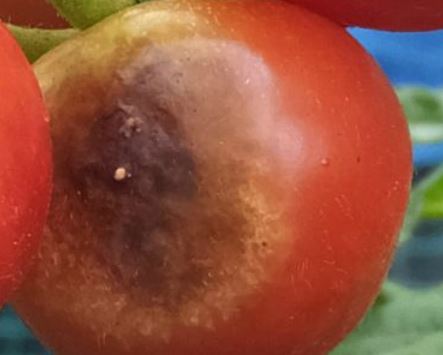 果実に濃茶色のカビが生える症状