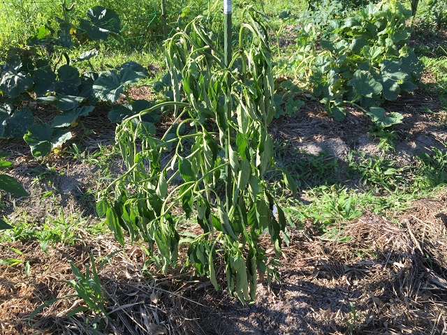 症状で野菜の病気を見分ける方法は？