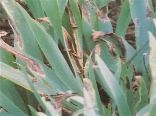 葉枯れ病の症状と対策
