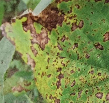 斑点細菌病が発生する時期は？