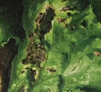 斑点細菌病の症状と対策