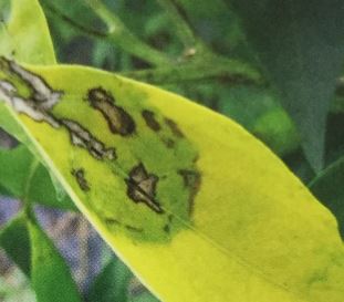 斑点細菌病の治し方