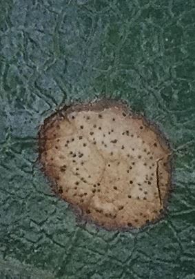 褐斑病が発生する原因と治し方