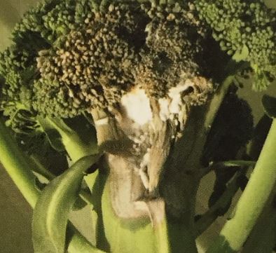菌核病が発生しやすい時期