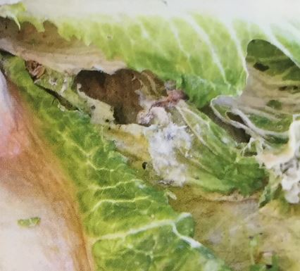 菌核病の治療方法