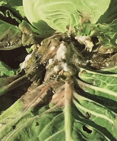 菌核病の対策