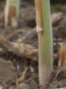 茎枯病の発生原因と治療法