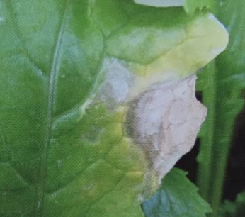カブの黒腐病症状