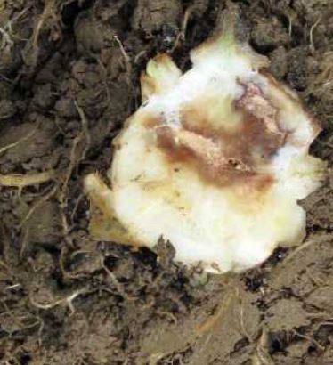 根腐病の症状と対策
