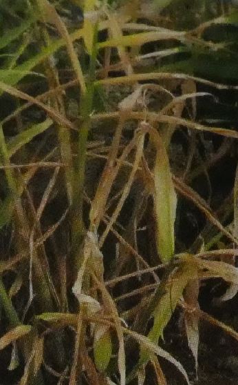 ミョウガの葉が凸凹になる。凹みや盛り上がりが出来る病気