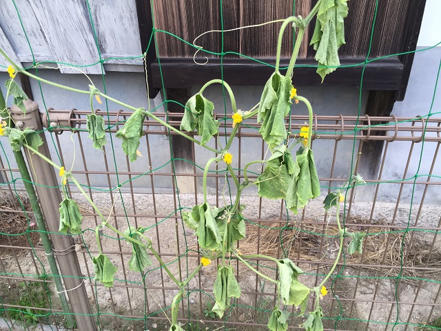 野菜の病気が発生しやすい条件とは？