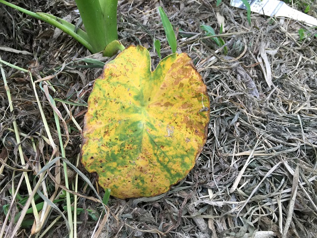 病気にならない野菜つくりのコツまとめ