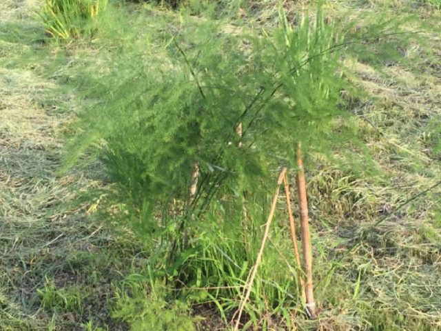 アスパラガスのかかる病気の種類と治療まとめ