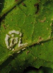大根の葉が黄色になる病気