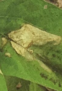 エダマメの葉に不整形な灰白色や茶色の斑紋が出来る病気