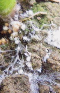 根元に白色のカビが生える病気