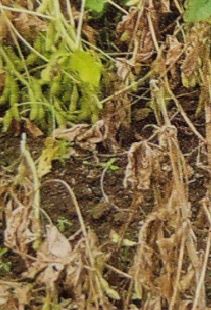 エダマメの葉が茶色になる・日中に枯れる