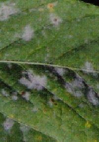 枝豆の葉に白い粉が付く病気