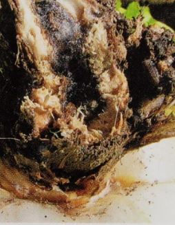 水菜の株が腐る病気