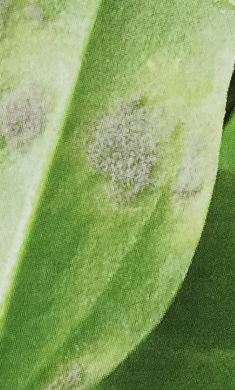 ホウレンソウの葉が黄色や茶色に変色する病気