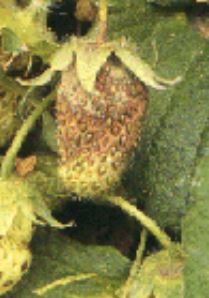 イチゴの実に灰白色のカビが生える病気