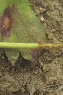 イチゴの葉に黒い病斑・葉柄とランナーに褐色のへこみが出る病気