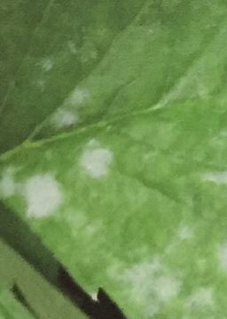 イチゴの葉に白い粉が付く病気