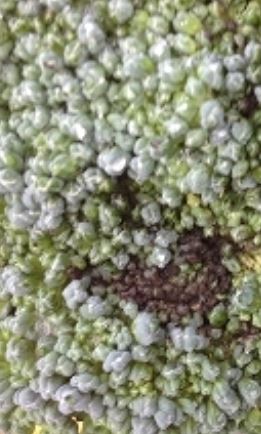 ブロッコリーの花蕾が水で染みたようになり悪臭がする「軟腐病」