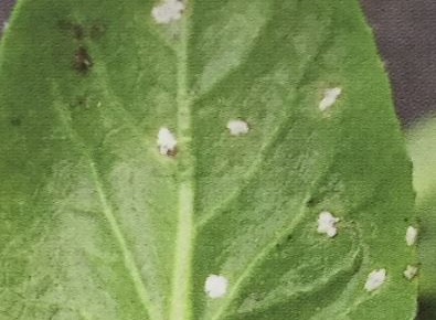コマツナの葉の裏に白いカビの様な盛り上がった病斑出来る病気