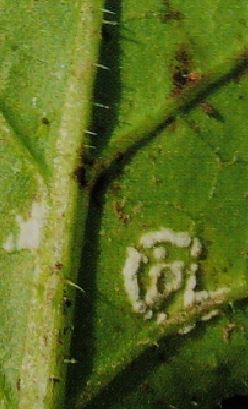 葉の表裏に白いカビが生える「白さび病」