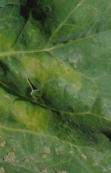 キャベツの葉が黄色や茶色に変色する病気