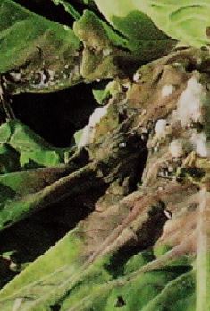 キャベツの葉が黄色になる病気