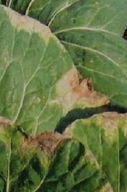 キャベツの葉が黄色や茶色になる病気
