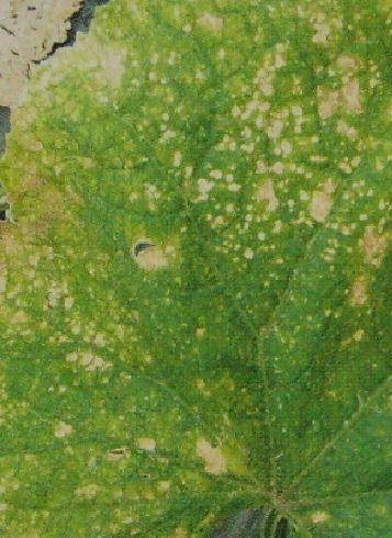 胡瓜の葉に水で染みたような病斑が淡い黄色の病斑になって拡がる斑点細菌病