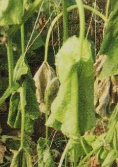 株が昼間は萎れるが夜に回復する「つる割れ病」