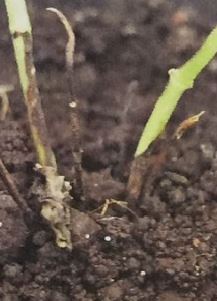 インゲンの苗の茎が折れる・枯れる病気