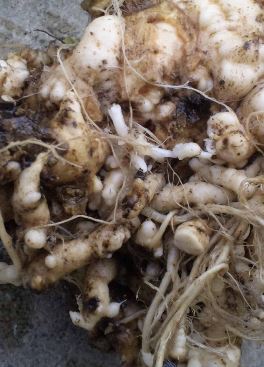 芽キャベツの葉が水で染みたようになる病気