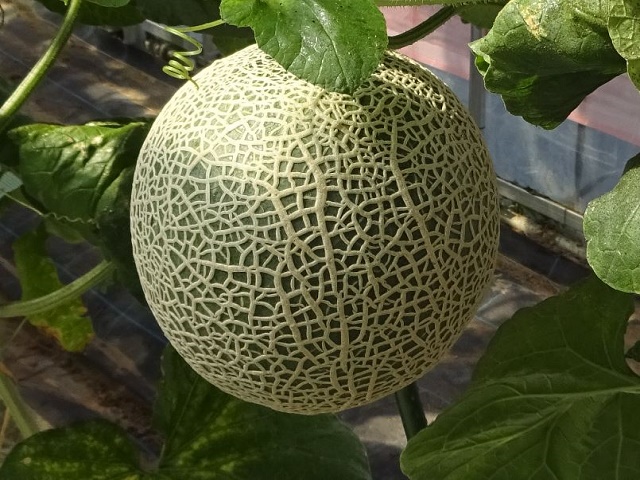 ɔaC̎ނƑ΍iÁj