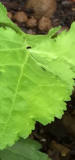 ミツバの葉が黄色や茶色のモザイク模様になる病気