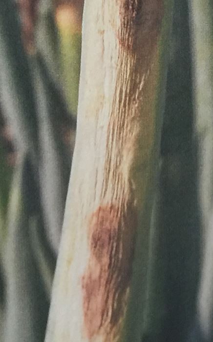 ネギ・葉ネギの黒斑病の対策と治療方法
