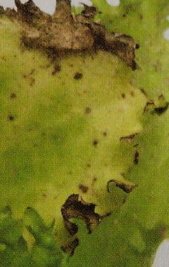 葉の縁に茶色・褐色の斑点が出来る病気