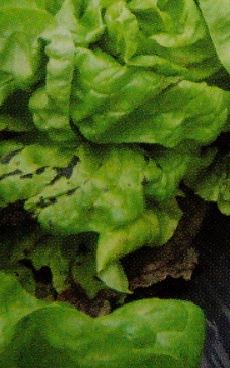 リーフレタスの葉に黒光りする病斑が出る病気