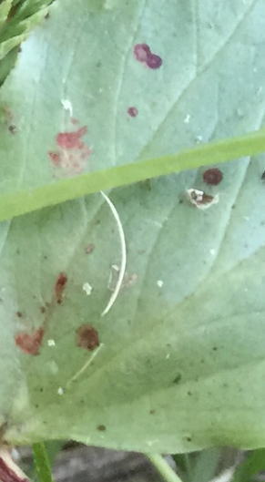 葉の縁に褐色で不整形の病斑が出る病気