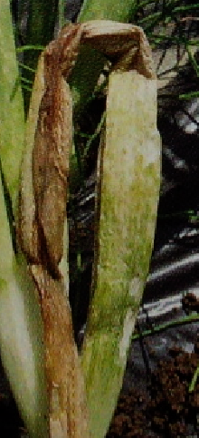^}lM̕saitɐ݁EtނA͂aCj