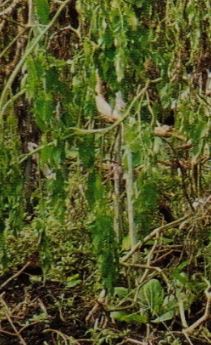 トマトの葉が萎れる病気