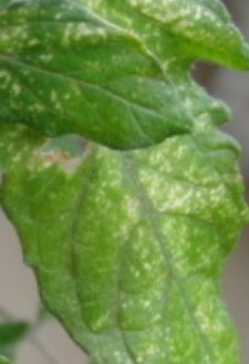 トマトの葉が黄色や茶色のモザイク模様になる病気