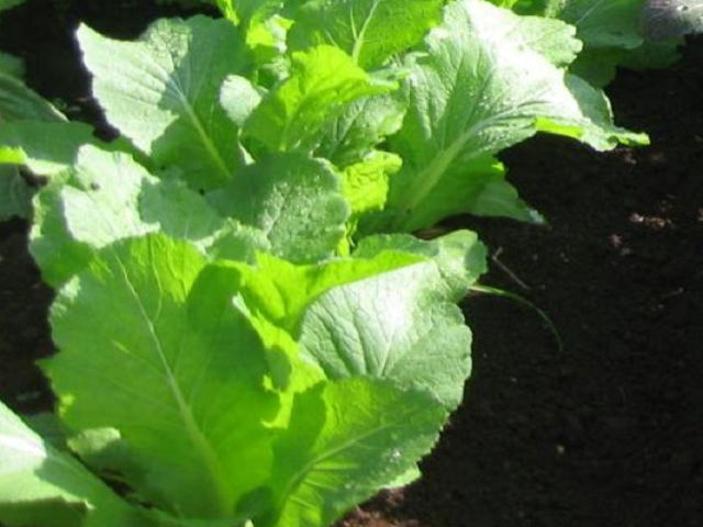 漬け菜の病気の症状と対策