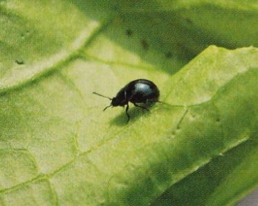 ウリハムシが大量に発生した時の駆除・退治方法は？