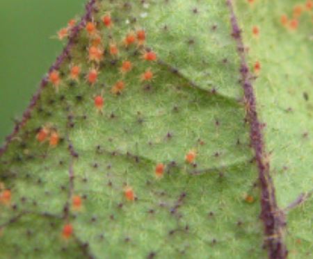 ハダニの発生原因は？ナスのアカダニ