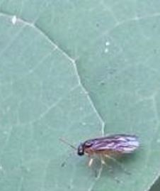 カブラハバチの発生原因